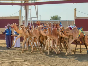 Shahaniyah Camel Race Track