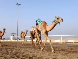 Shahaniyah Camel Racing