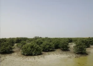 Mangroves at Purple Island