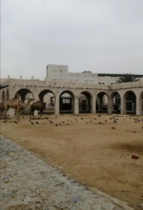 Camels at Souq Waqif