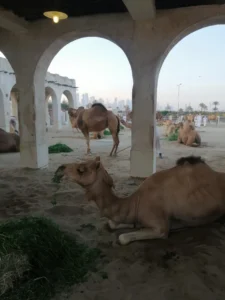 Camel rest at Souq Waqif