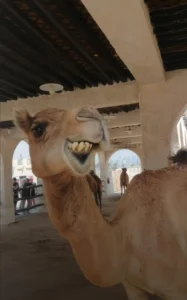 Camel rest at Souq Waqif