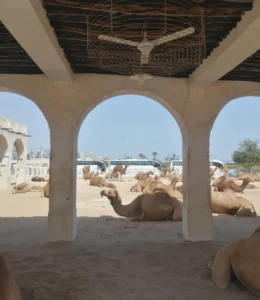 Camel rest at Souq Waqif