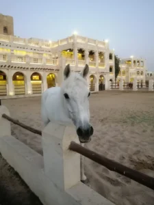 A Horse at Souq Waqif