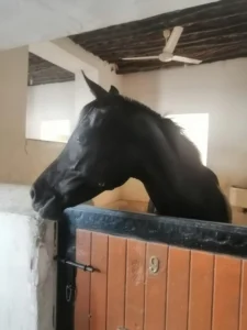 Horse in a Barn