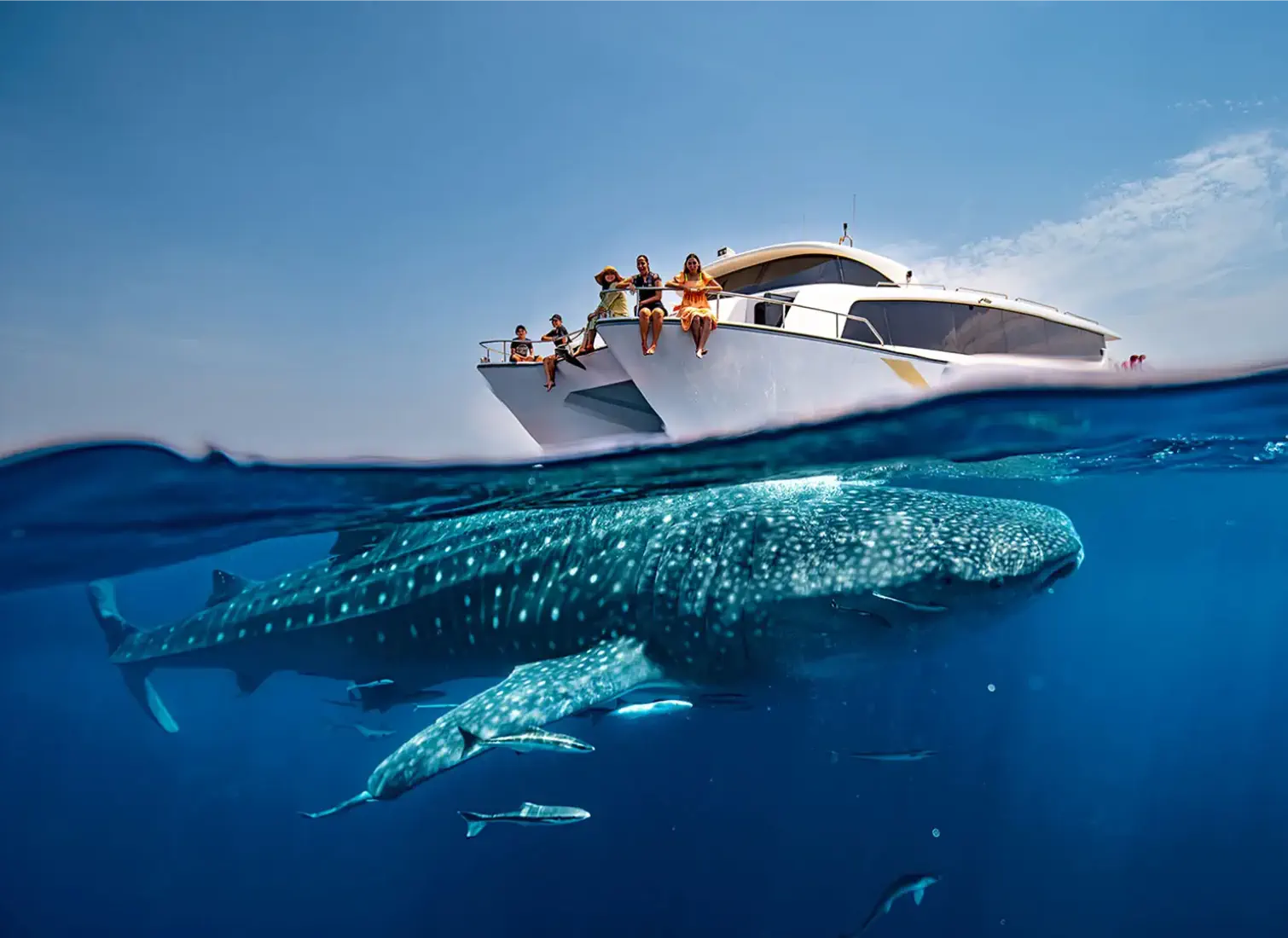 Whale Sharks of Qatar